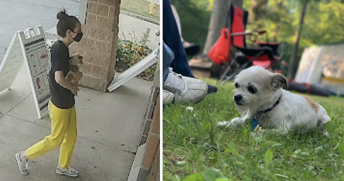 Suspicious Woman 'Finds' Stolen Dog, Then Refuses To Return Her