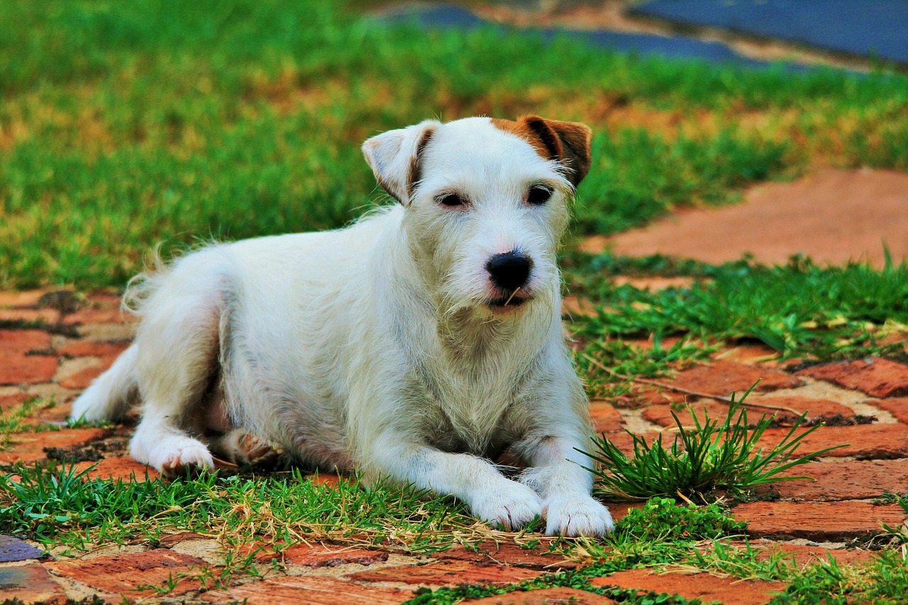 7 Sure-Fire Ways to Calm Your Jack Russell’s Anxiety
