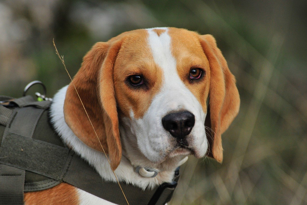 CBD for Beagles: 5 Vital Things To Know Before Giving Your Beagle CBD Oil or CBD Treats