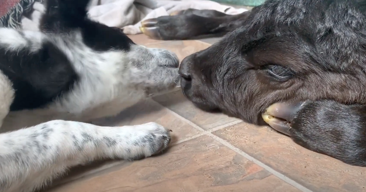 Selfless Puppy Helps Dying Calf Who Was Born Out In The Freezing Cold