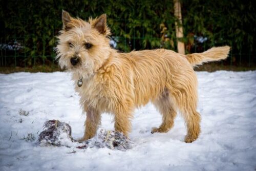 Cairn_Terrier_in_snow