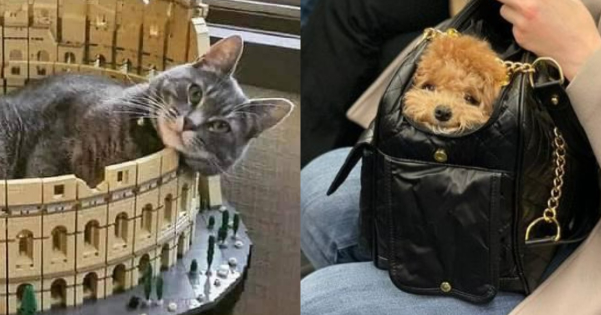 23 Cute & Funny Posts About The Best Things In Life...Cats & Dogs!