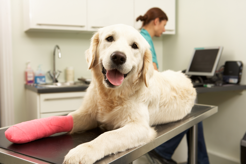 Pet Insurance in New York