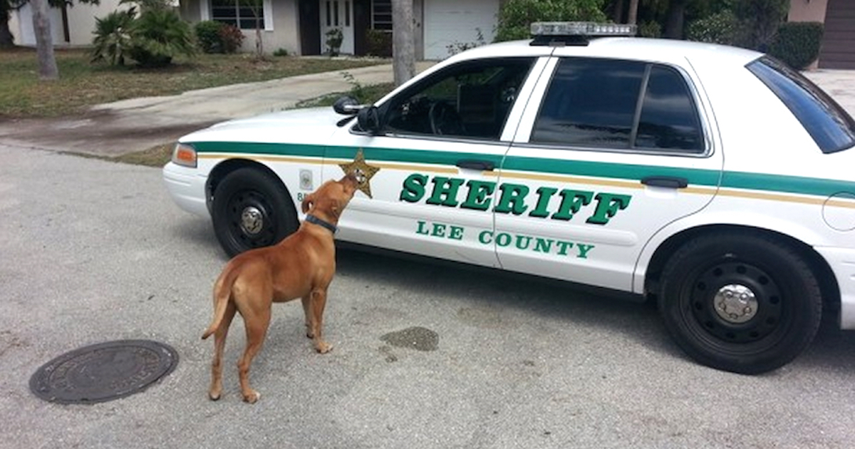 Sheriff Goes Looking For A 'Loose' Pit Bull, The Dog Comes Right At His Car