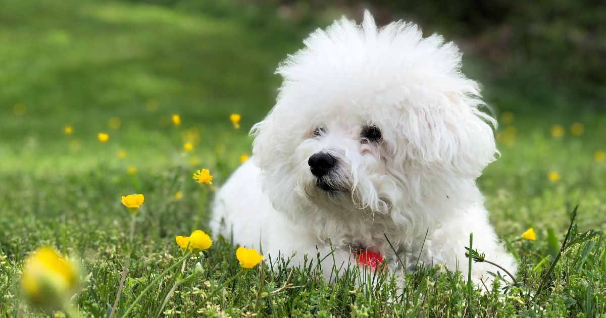 Top 9 Pet Insurance Plans For Bichon Frises 2024