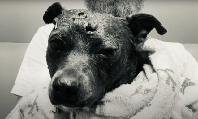 Dog attacked by mountain lions