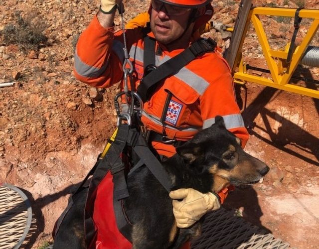 dogs rescued from mineshaft 