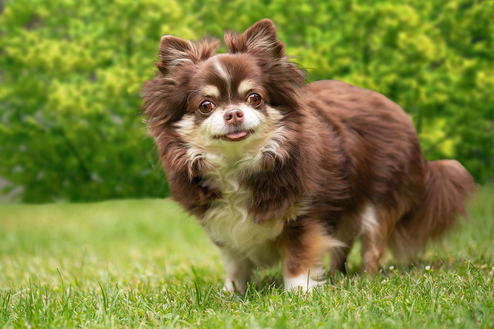 Flea & Tick Prevention for Chihuahuas: A Safe & Effective 4 Step Plan