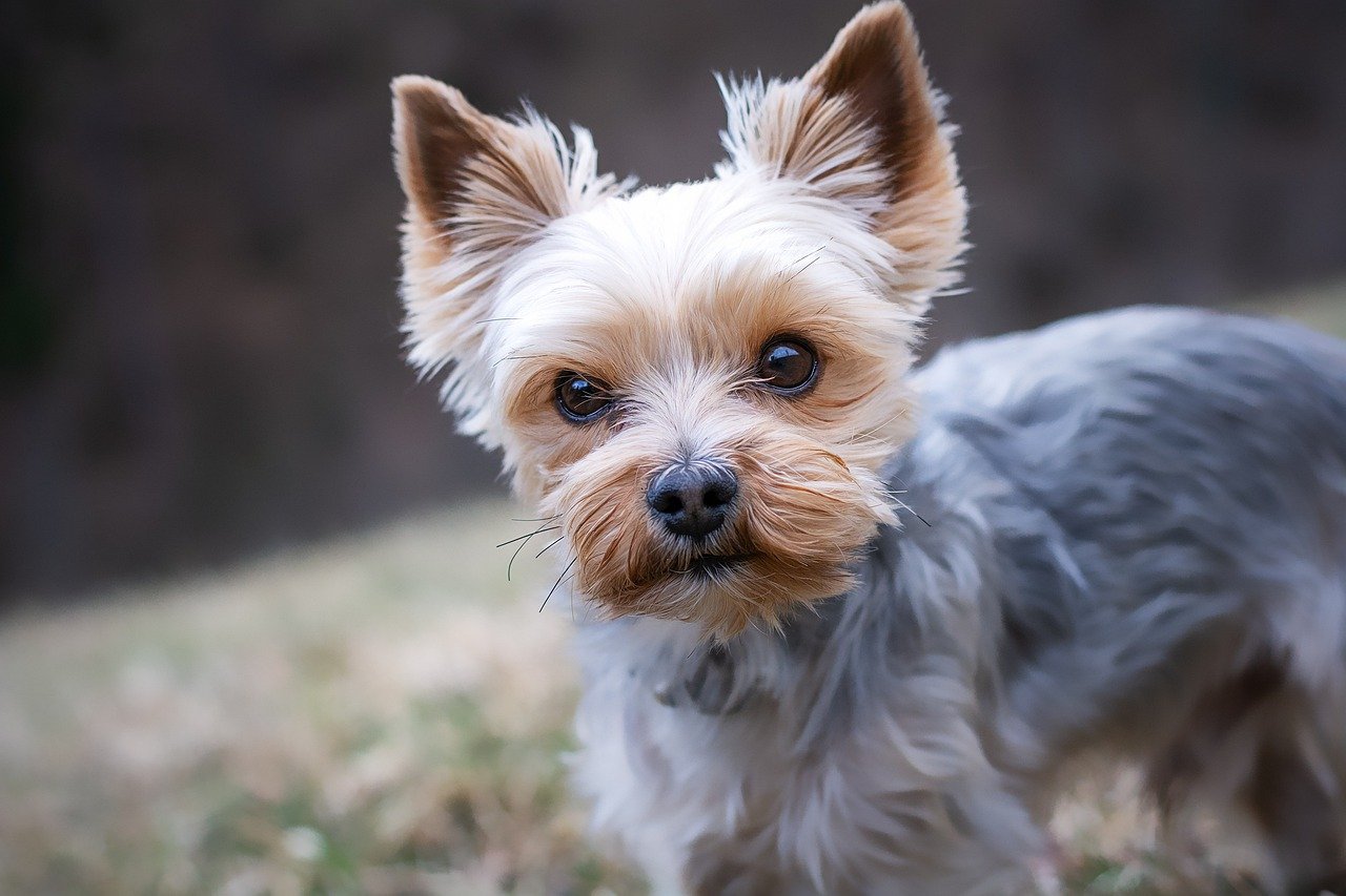 35 Foods for Yorkies with Sensitive Stomachs