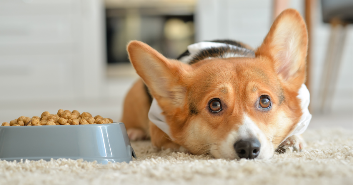 4 Things You Don't Know About Dry Dog Food