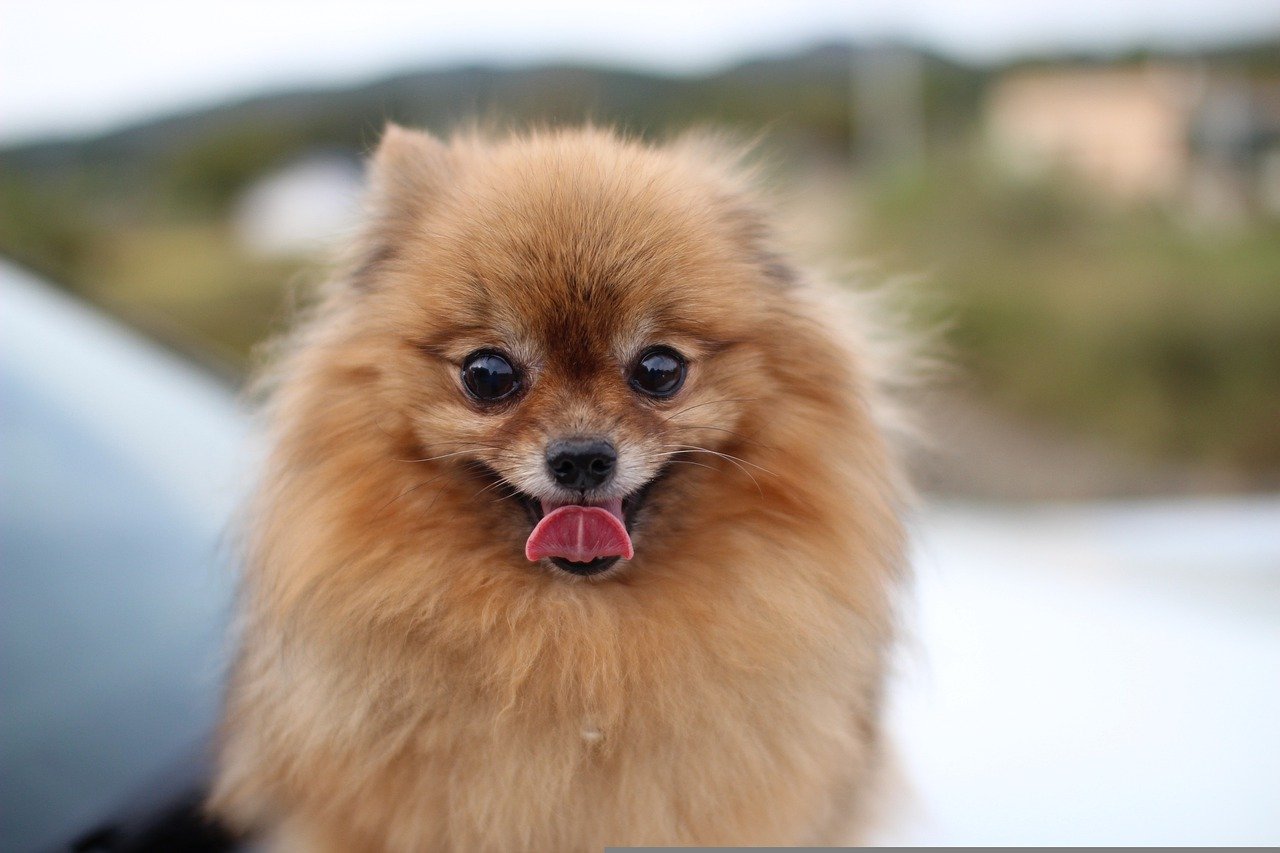 20 Foods for Pomeranian with Sensitive Stomachs