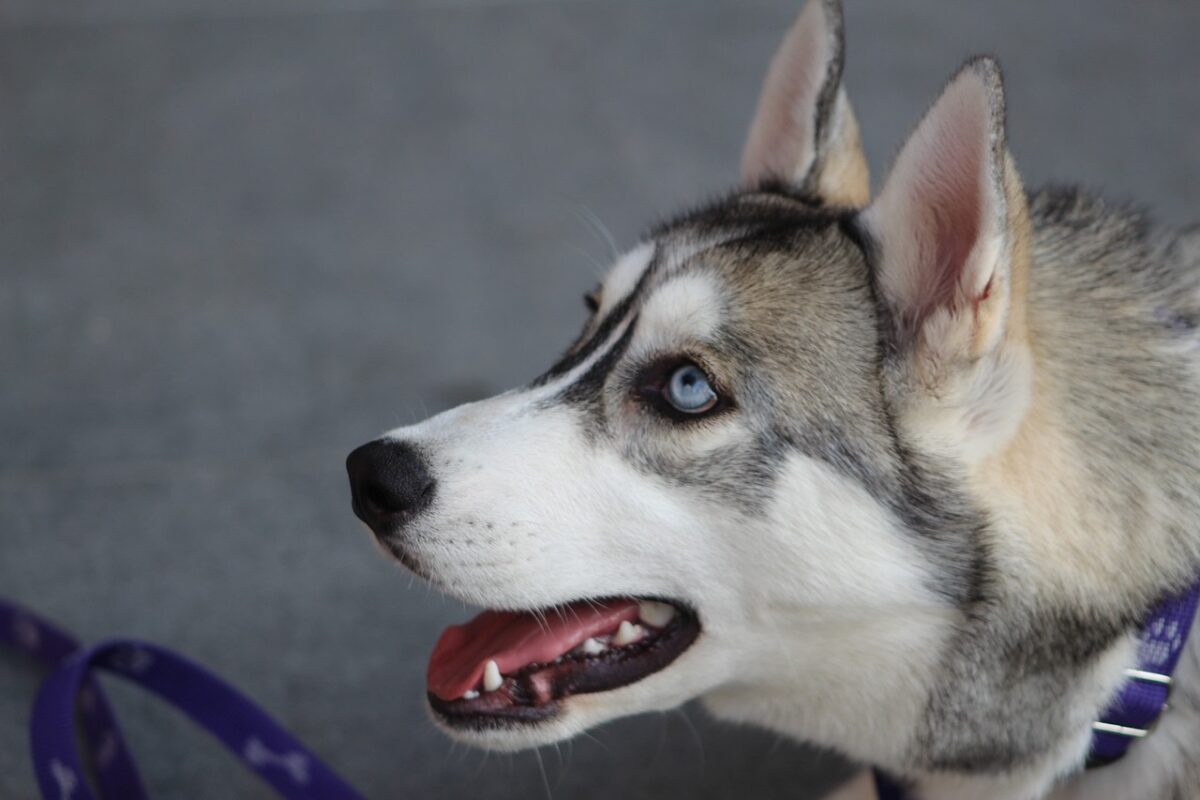 10 Best Fresh Dog Food Brands for Huskies