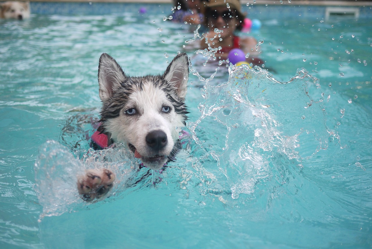 20 Husky Owners Share Best Shampoos for Itchy & Sensitive Skin