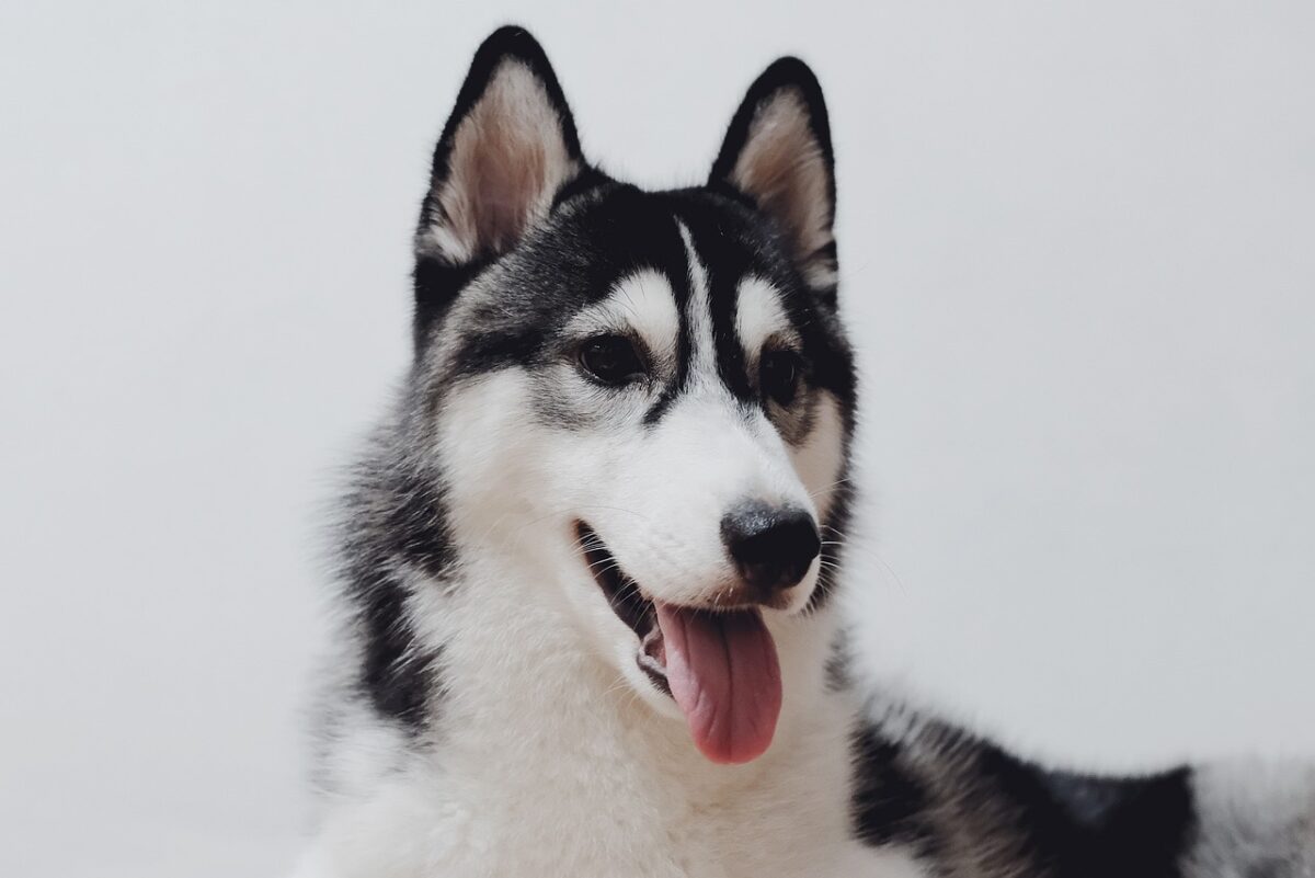 10 Best Fresh Dog Food Brands for Alaskan Malamutes in 2024