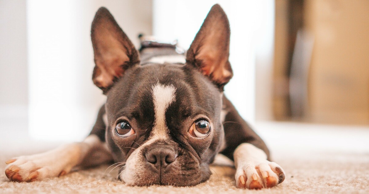 11 Best Raw Dog Food Brands for Boston Terriers