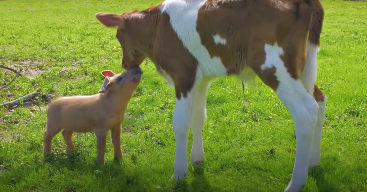 Piglet That Fell Off Farm Truck Has A Crush On Calf No One Wanted