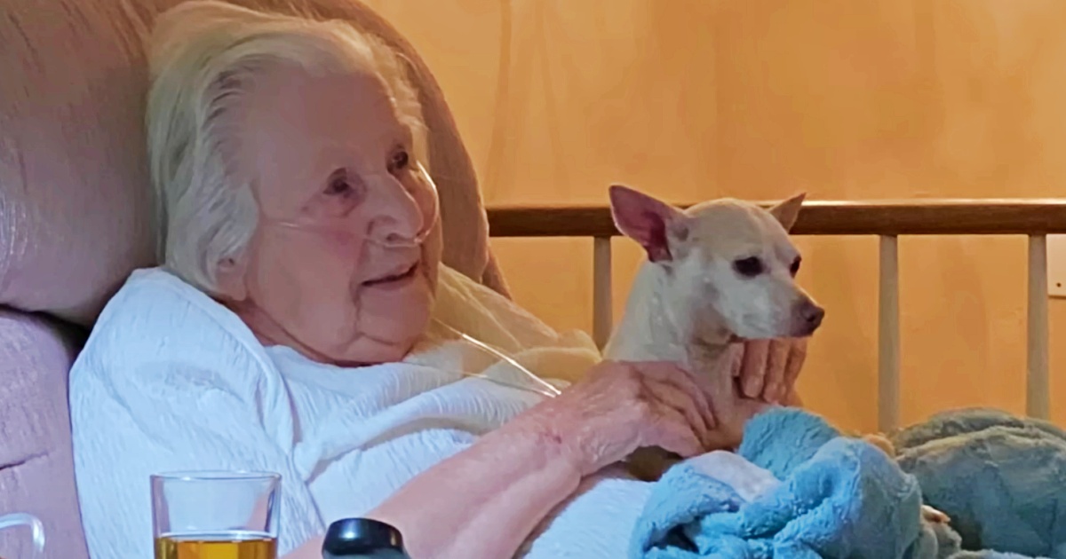 Chihuahua Jumps On Lap Of 100-Year-Old Woman To Mend Her Broken Heart