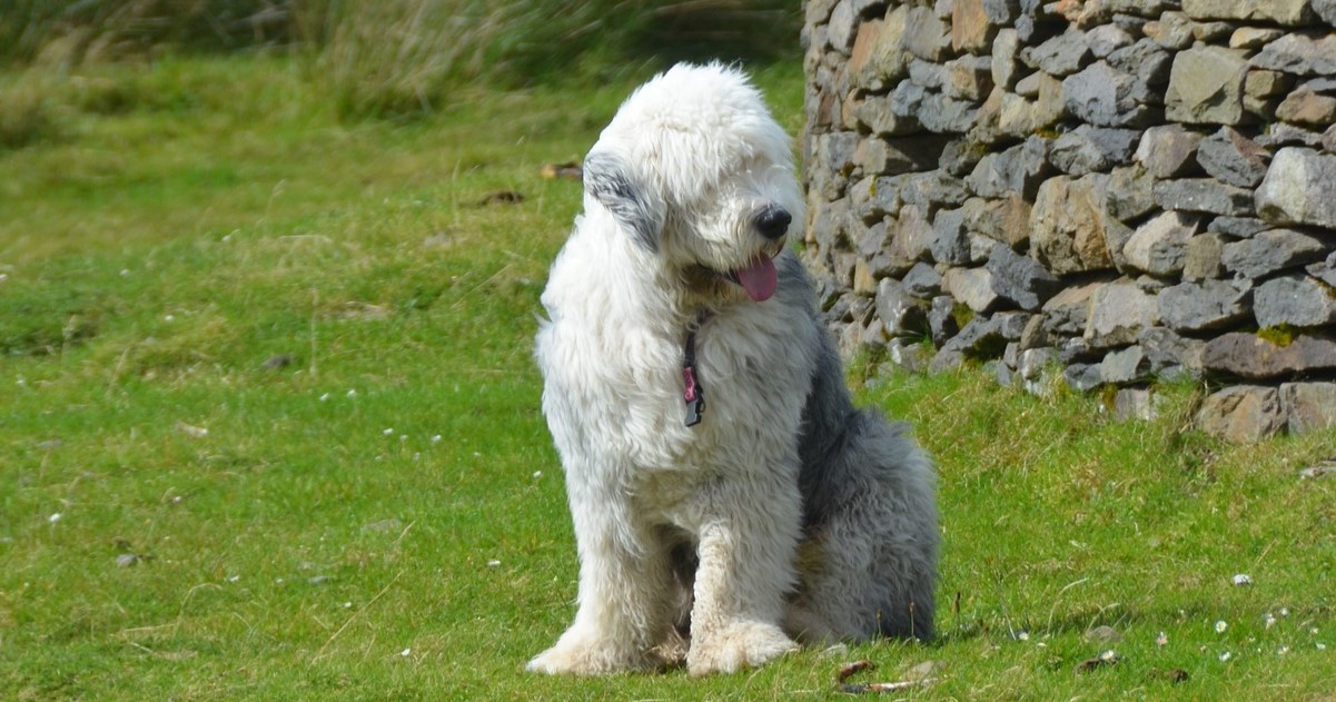 11 Best Raw Dog Food Brands for Old English Sheepdogs