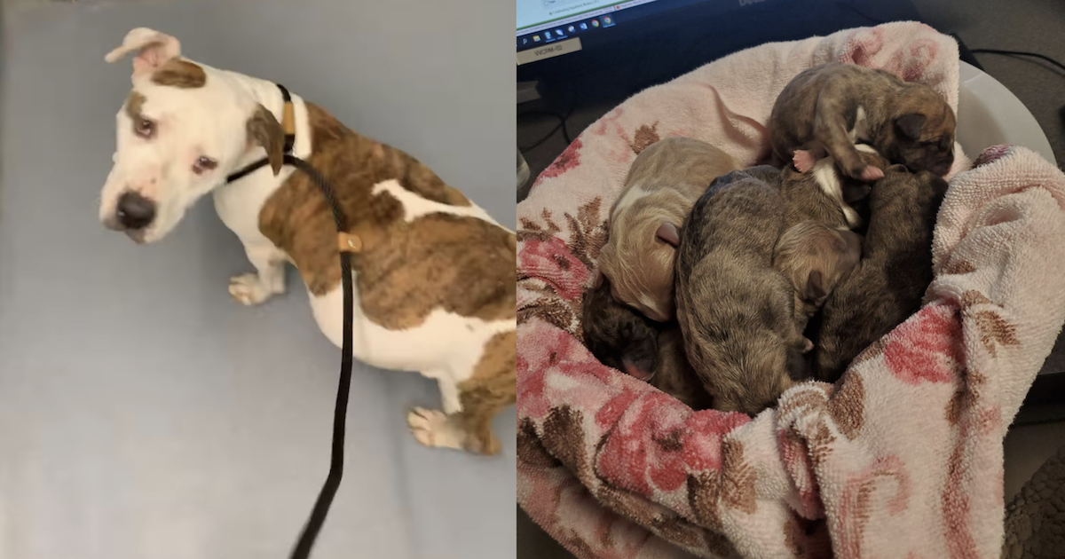 Dog Rescued From Frigid Conditions Gives Birth To Beautiful Puppies On Christmas