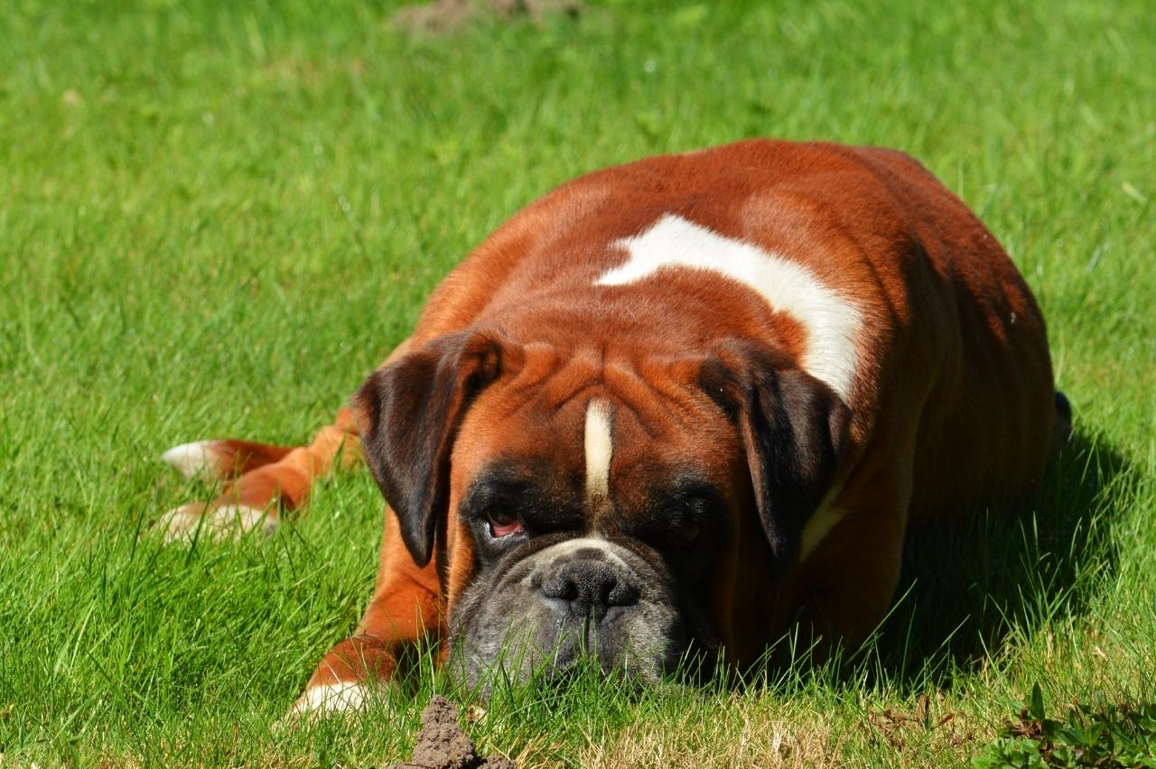 4 Reasons a Boxer is Licking or Biting Its Paws