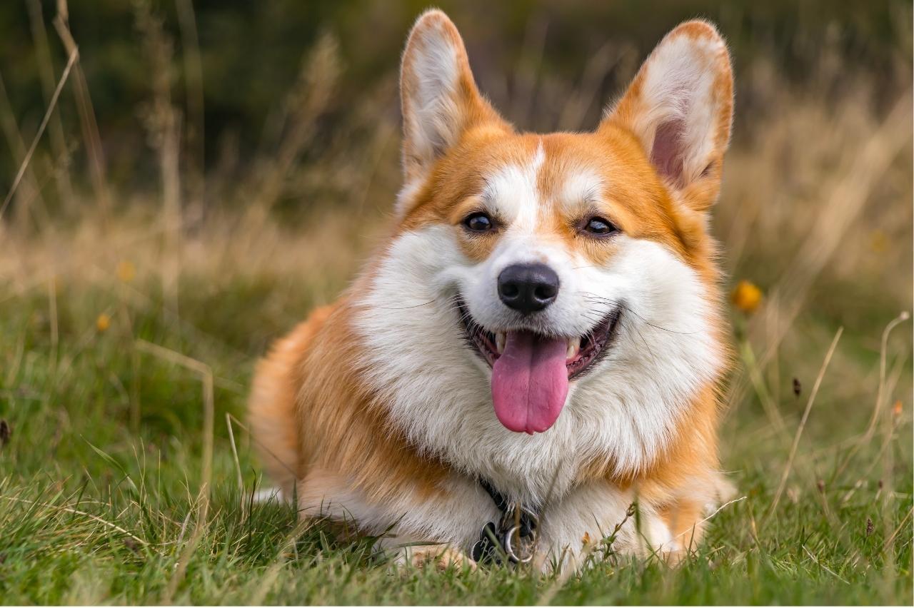 Best Pill Pockets for Corgis