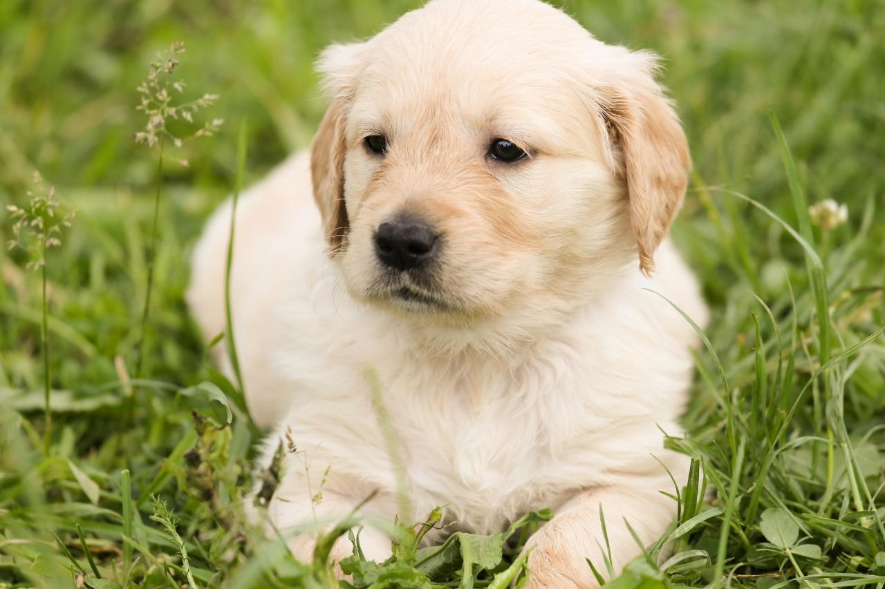 Best Puppy Dog Foods for Golden Retrievers