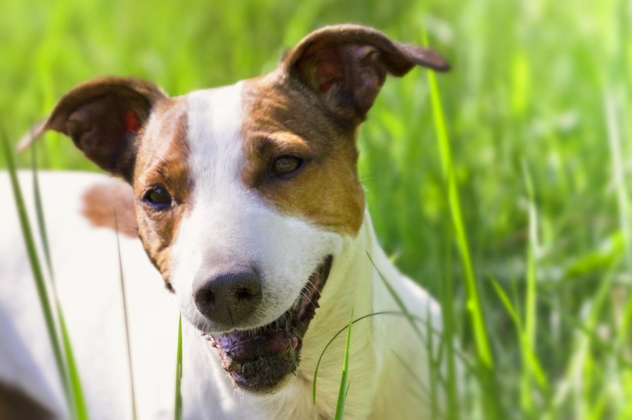 9 Best Dry Dog Foods for Jack Russells