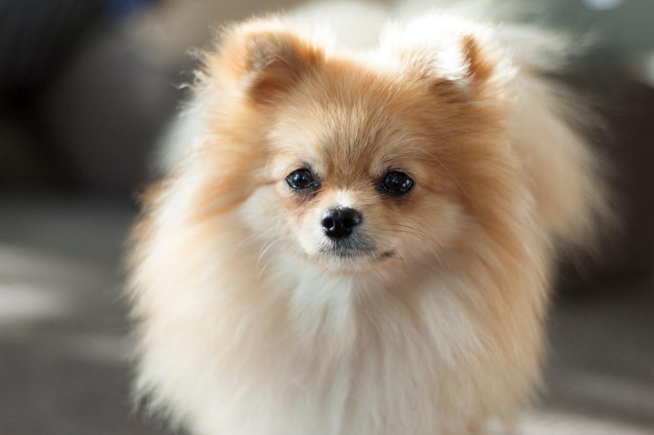 9 Best Dry Dog Foods for Pomeranians
