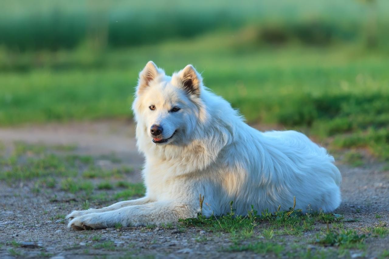 The 8 Best Dog Foods For Samoyeds – 2024