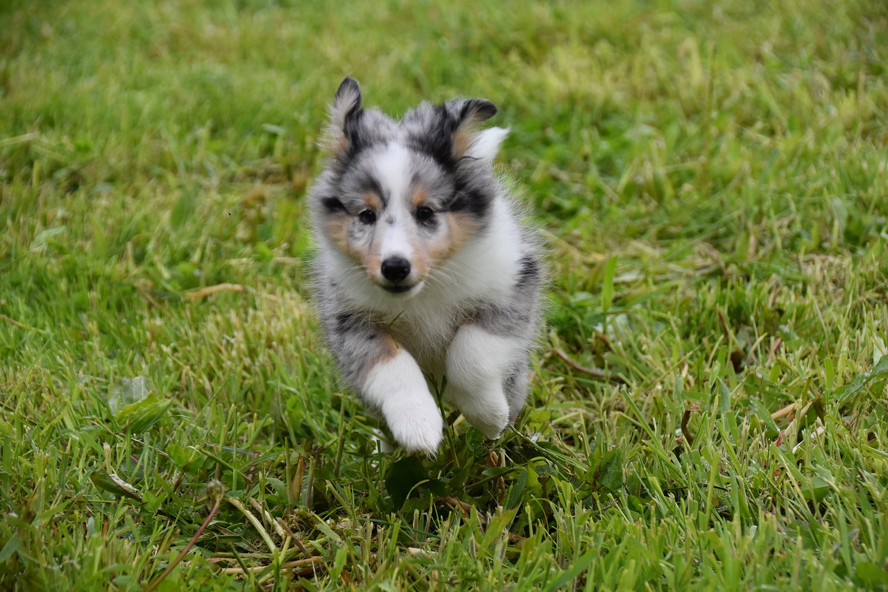 Ultimate Sheltie Puppy Shopping List: Checklist of 23 Must-Have Items