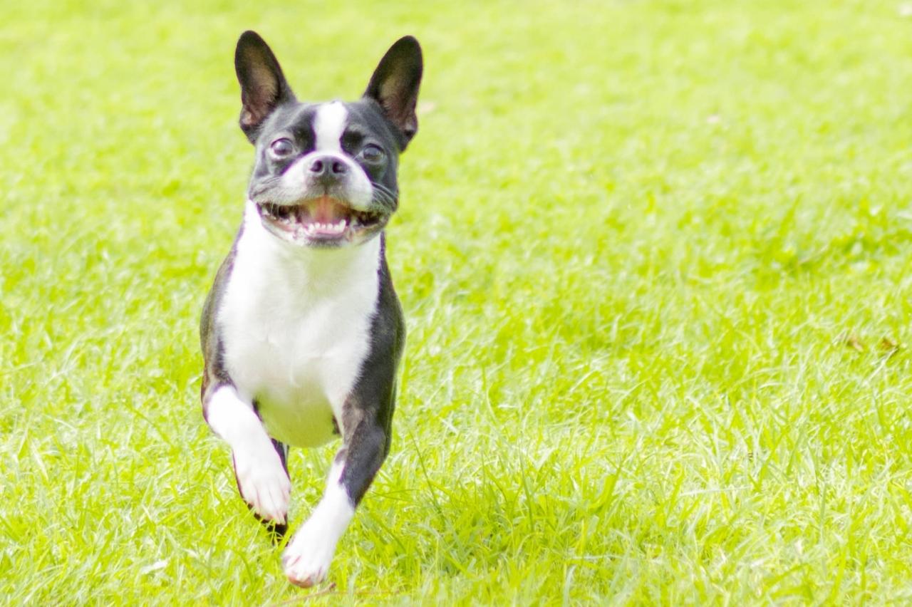 10 Best Invisible Dog Fences for Boston Terriers