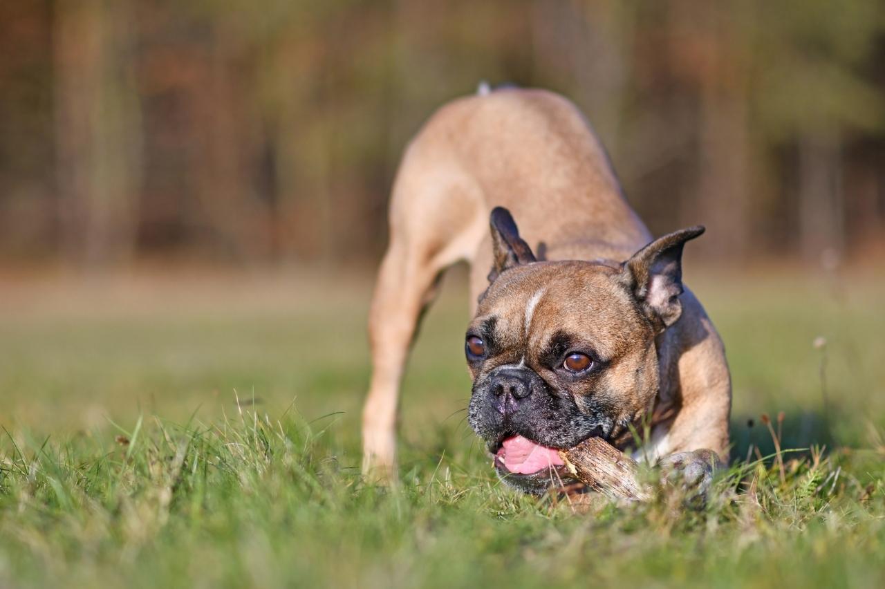 10 Best Bully Sticks for French Bulldogs