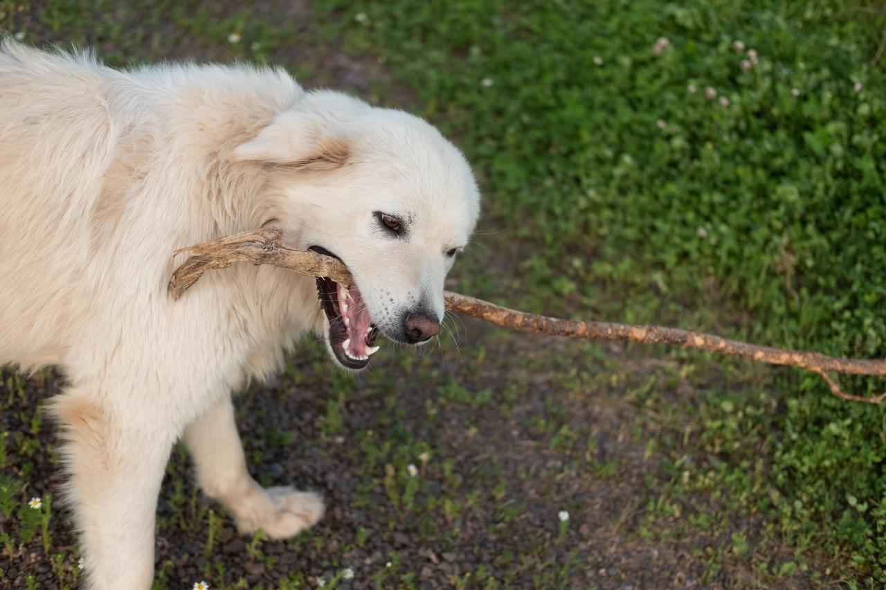 10 Best Bully Sticks for Great Pyrenees