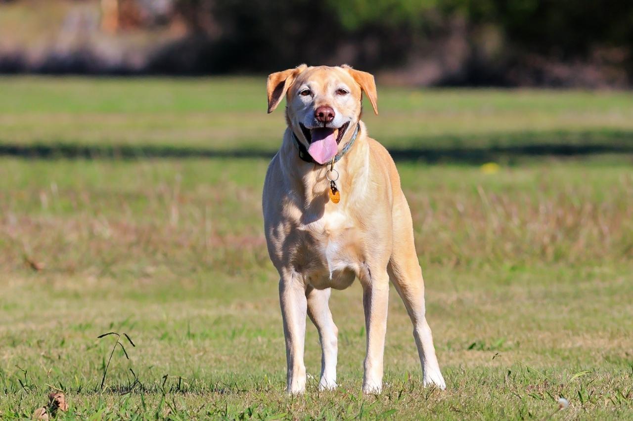 10 Best Invisible Dog Fences for Labs