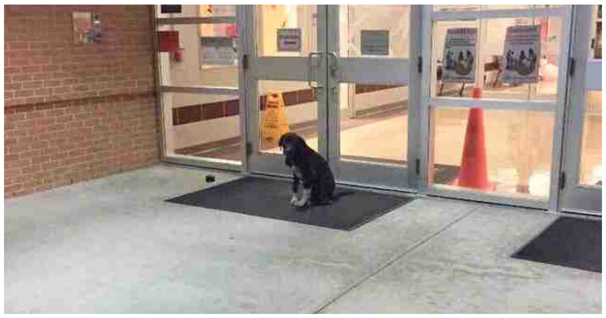 Stray Dog 'Mysteriously Appeared At School Every Morning, So A Teacher Gets Involved