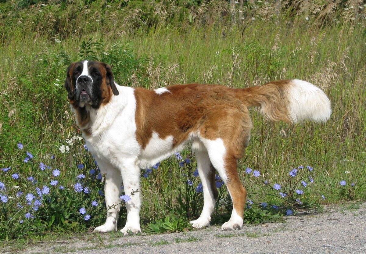 10 Best Dog Gates for St. Bernards