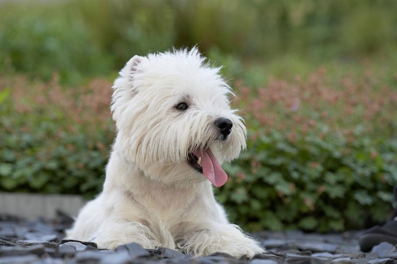 10 Best Bully Sticks for Westies