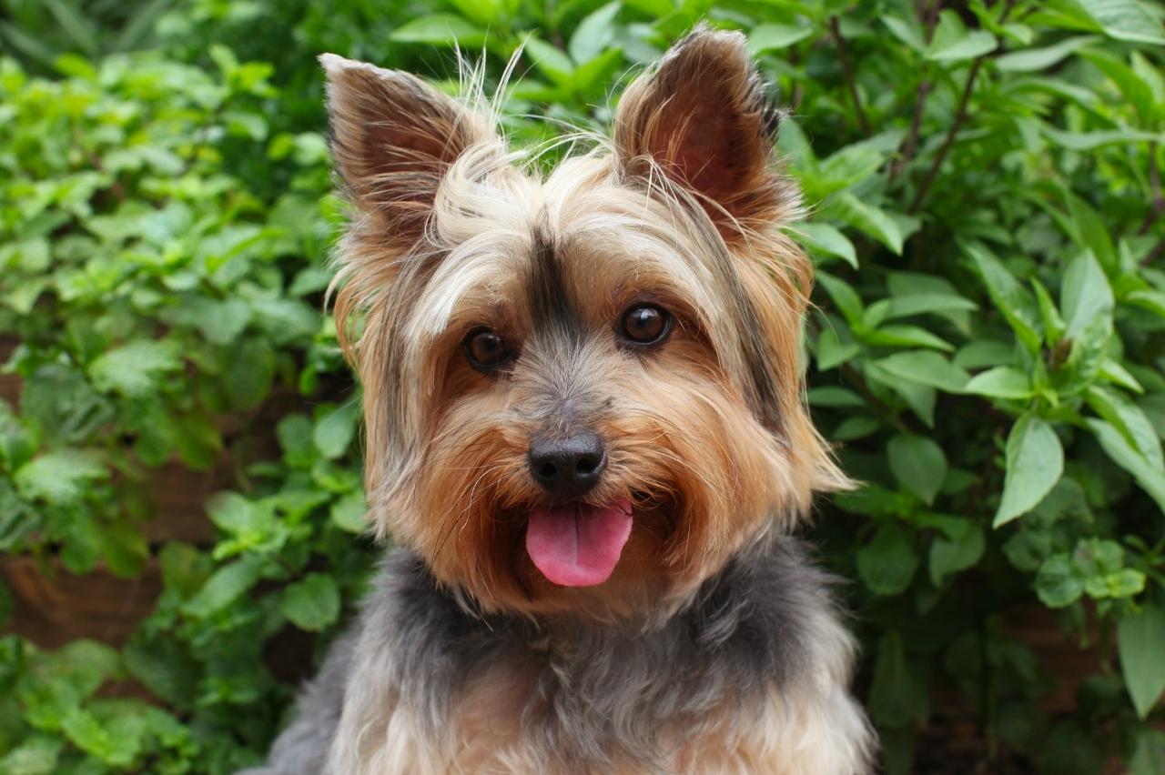 9 Best Freeze-Dried Dog Food Brands for Yorkies