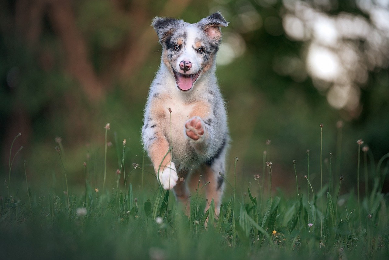 Best Probiotics for Australian Shepherds