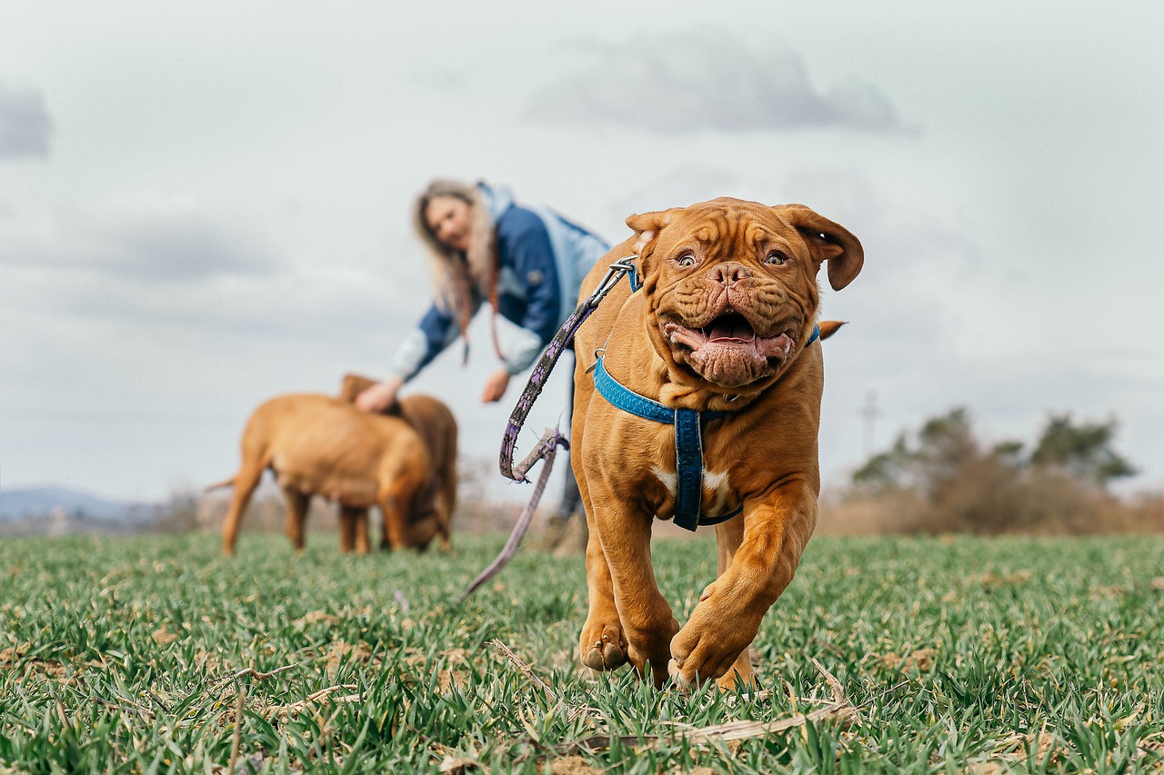 5 Secrets To Stop Your Mastiff from Leash Pulling
