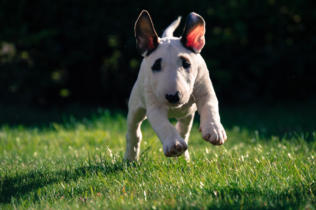 11 Secrets to Make Your Bull Terrier Come When Called