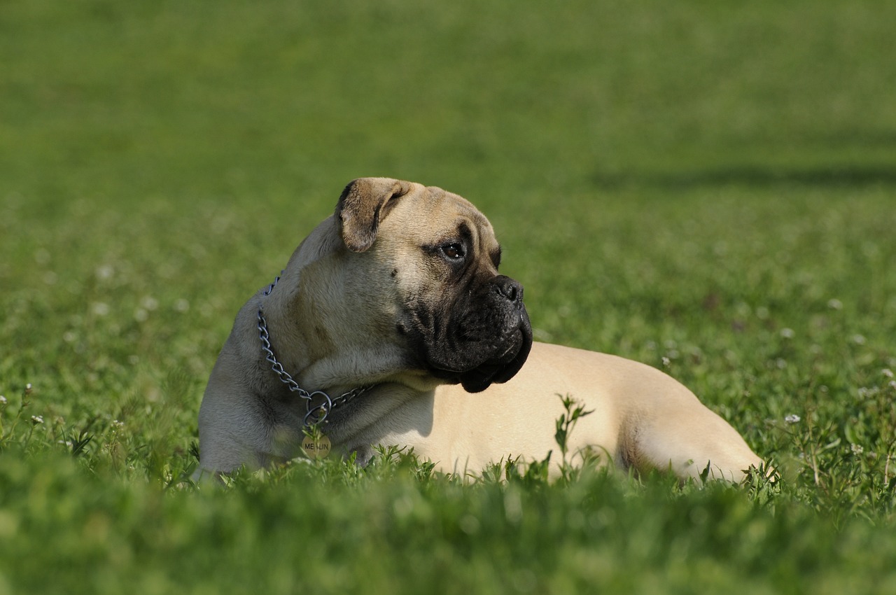 7 Strategies to Stop Your Bullmastiff's Resource Guarding