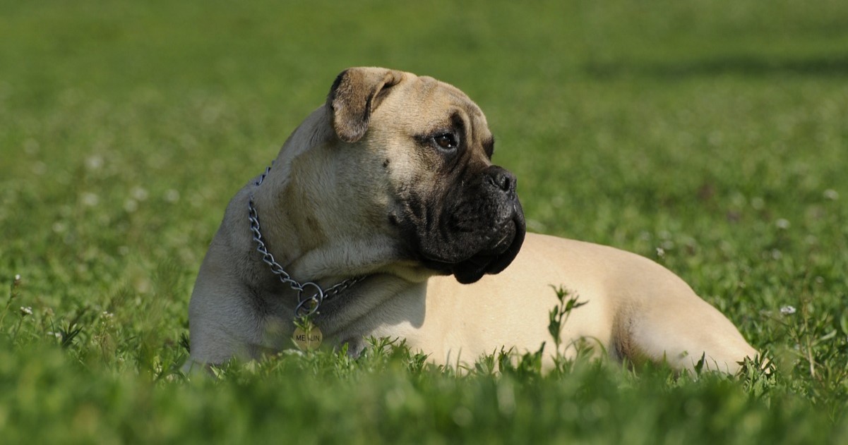 10 Best Snout Soothers For Bullmastiffs