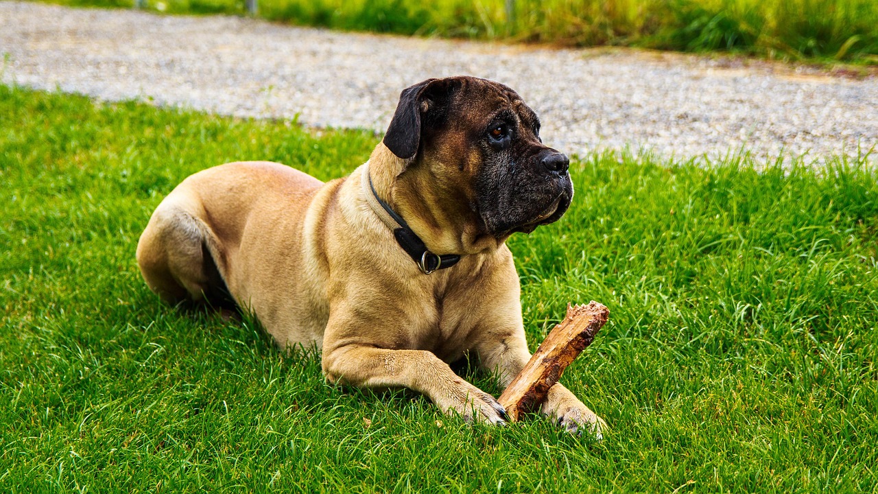 5 Secrets To Stop Your Cane Corso from Leash Pulling