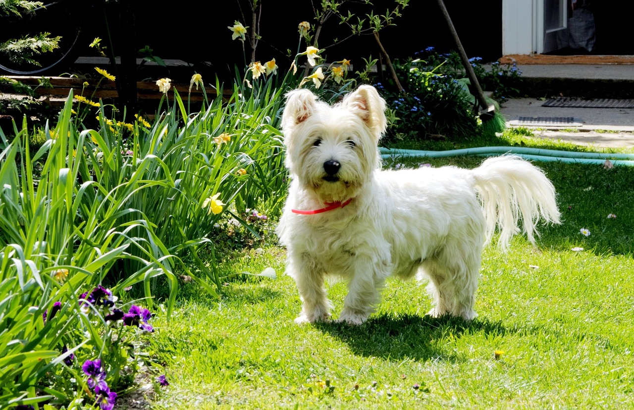 5 Secrets To Stop Your Westie from Leash Pulling