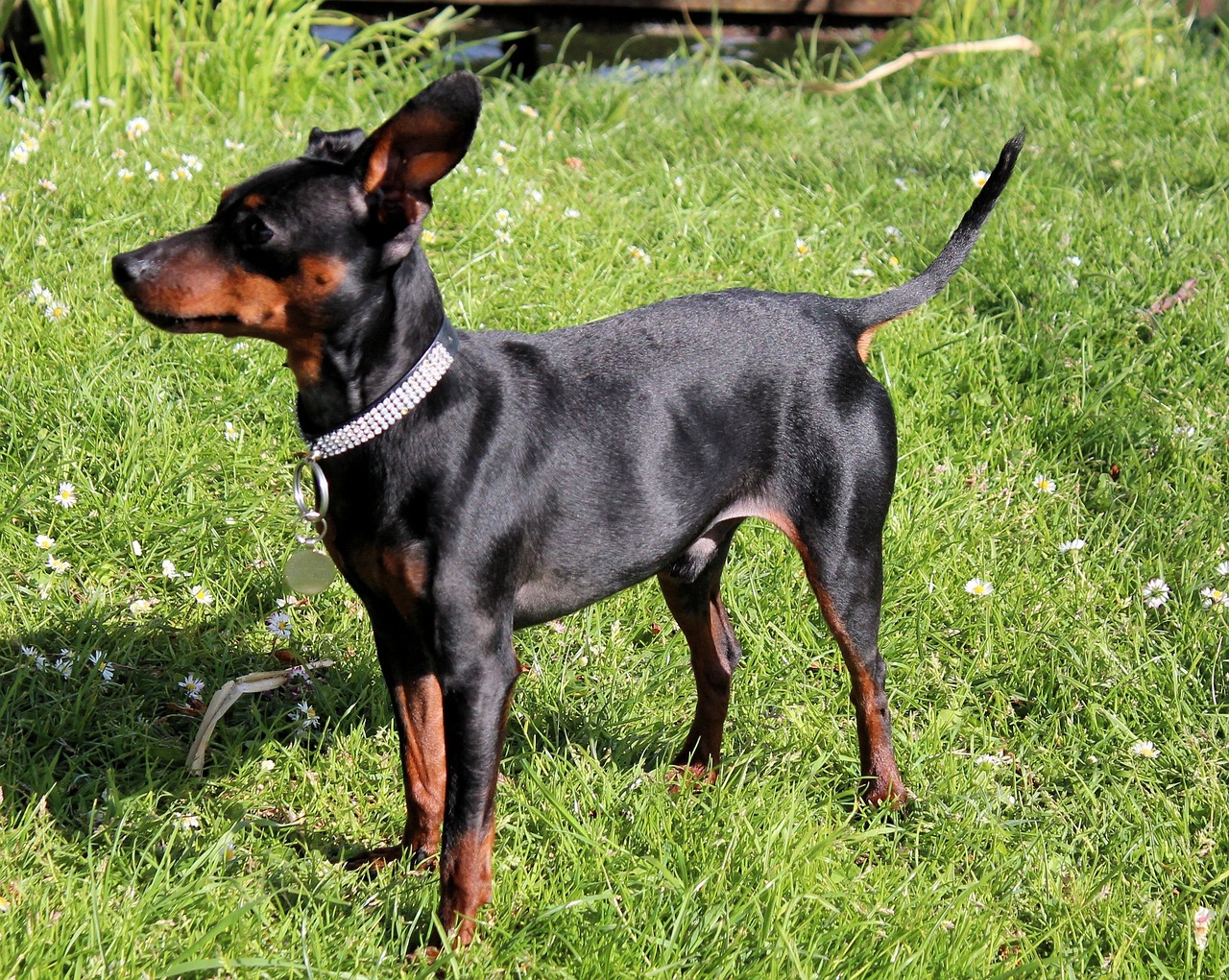 7 Secrets to Quickly Potty Training a Miniature Pinscher