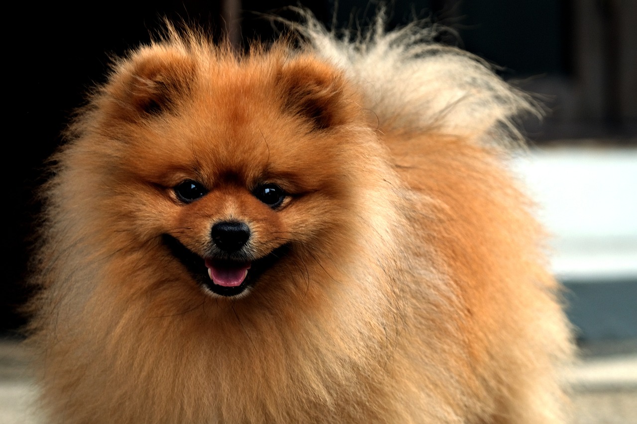 Best Probiotics for Pomeranians