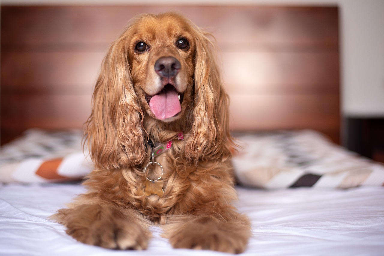 7 Strategies to Stop Your Cocker Spaniel's Resource Guarding