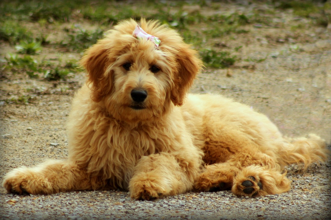 Best Probiotics for Goldendoodles