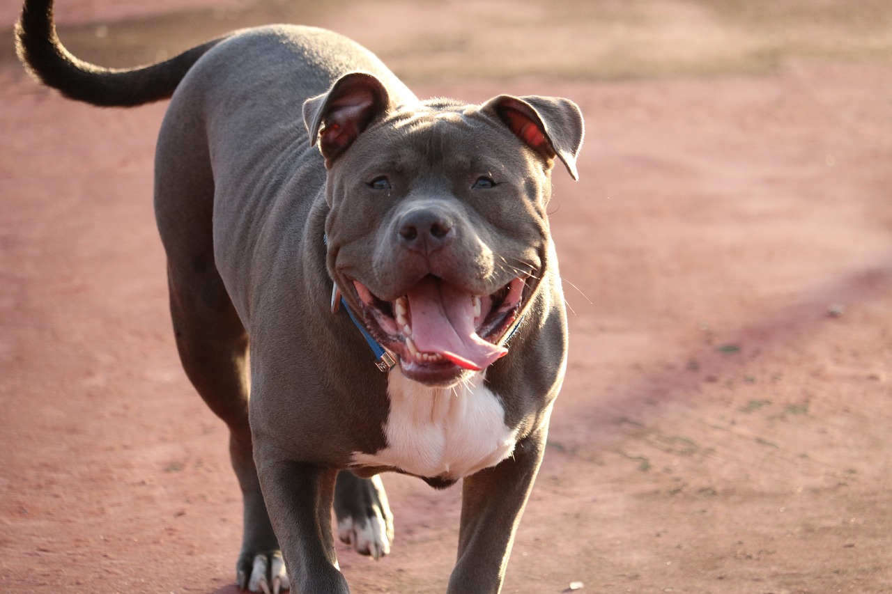 7 Strategies to Stop Your Pit Bull's Resource Guarding